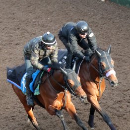 【阪神大賞典】今週はソフト調整だが、先週は１Ｆ11秒１をマーク　ヴェローチェエラ前走以上