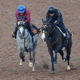 【木津の土曜競馬コラム・フラワーＣ】