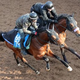 【市川の日曜競馬コラム・阪神大賞典】