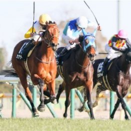 【新居の日曜競馬コラム・スピカＳ】