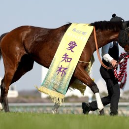 産駒の傾向から見えたレイデオロの長距離適性とカォルニアクロームの芝適性