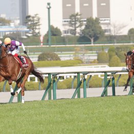 産駒の傾向から見えたレイデオロの長距離適性とカォルニアクロームの芝適性