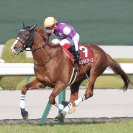 【阪神大賞典】サンライズアース圧勝で天皇賞に名乗り