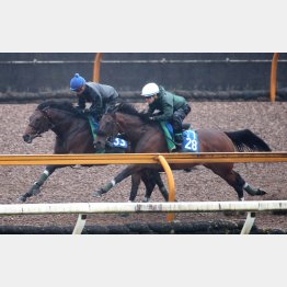 セオ(奥)は力強い動きで併せと併入