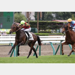 東京二千四百はトニービンの血を持つ馬が活躍