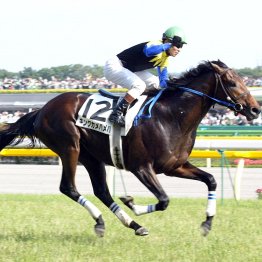 【天皇賞・春】サンライズアースは今、すごく勢いがある「母の父マンハッタンカフェ」
