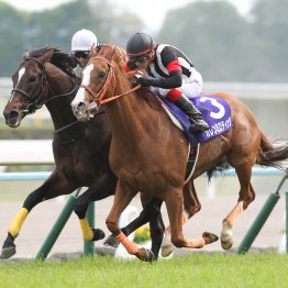 【天皇賞・春】データ作戦　人気からヒモ穴にベテラン勢を狙え