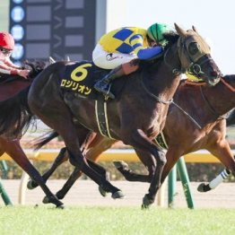【市川の土曜競馬コラム・京王杯スプリングＣ】