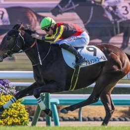 【新居の土曜競馬コラム・スイートピーＳ】