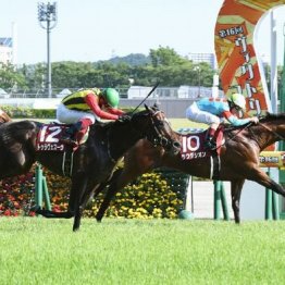 【橘の土曜競馬コラム・京王杯スプリングＣ】
