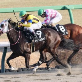 【新潟本紙・市川の土曜新潟11Ｒ】