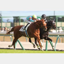 1勝クラス勝ちは千四だった