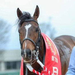 【橘の日曜競馬コラム・天皇賞】