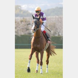 昨年の勝ち馬と酷似した血統背景