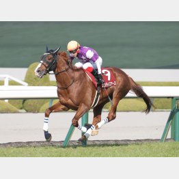 前走は6馬身差の圧勝