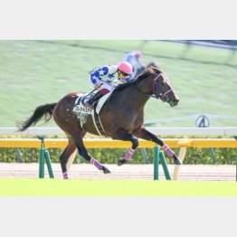 未勝利勝ちからずっと東京で出走