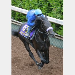 軽いフットワークが印象的だったマジックサンズ