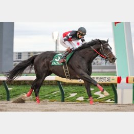 23年の武蔵野Sを制したドライスタウト