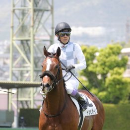【京都新聞杯】トッピボーン勝って大舞台へ