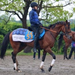 【新居の土曜競馬コラム・エプソムＣ】