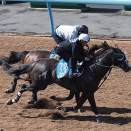 【木津の土曜競馬コラム・エプソムＣ】