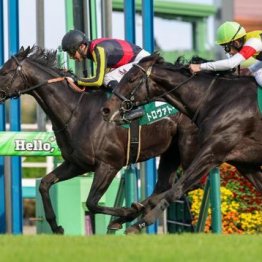 【橘の土曜競馬コラム・エプソムＣ】