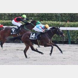 オキザリス賞を快勝