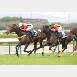 前走、蓬莱峡特別が②着