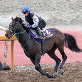 【ＮＨＫマイルＣ】出走全馬の特選情報