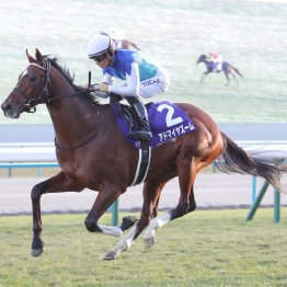 【播磨の日曜競馬コラム・ＮＨＫマイルＣ】