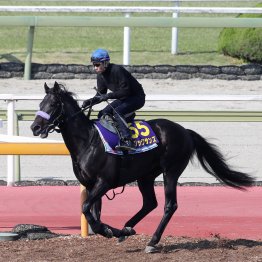 【勝羽の日曜競馬コラム・ＮＨＫマイルＣ】