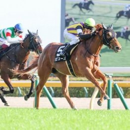 【武田の日曜競馬コラム・ＮＨＫマイルＣ】