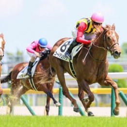 【橘の日曜競馬コラム・ＮＨＫマイルＣ】