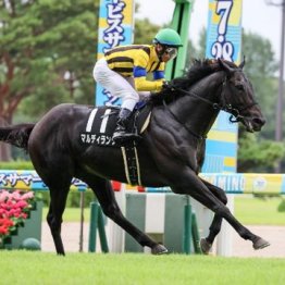 【新潟本紙・市川の日曜新潟11Ｒ】