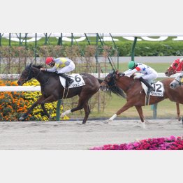 同舞台で1勝クラスを勝ち上がったジョニール