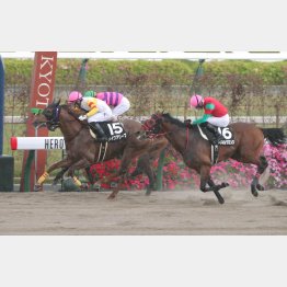 一昨年の上賀茂S勝ちでオープン入り