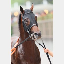 新居記者が推すグロッシェン