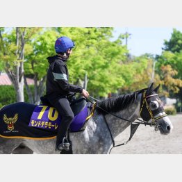 モンドデラモーレは母父クロフネ譲りの芦毛