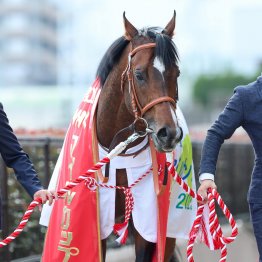 高速東京芝のＮＨＫマイルＣで再認識したデピュティミニスター系の好相性とモーリス産駒の不相性