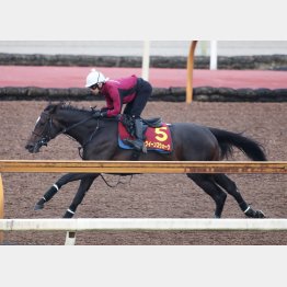 クイーンズウォークは体を大きく見せて迫力満点