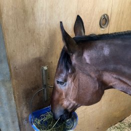 【京都ハイジャンプ】とにかく〝元気〟な１０歳馬アサクサゲンキが新天地で始動