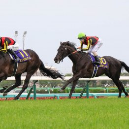 すでに今年のＧⅠでワン・ツーが３回も ５、６枠が多く馬券になるのはあのグループの影響！？