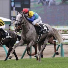 【新居の土曜競馬コラム・六社Ｓ】