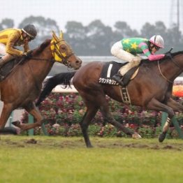 【橘の土曜競馬コラム・新潟大賞典】