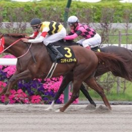 【栗東Ｓ】コンティノアールが内から抜け出す　シュタルケはＪＲＡ１００勝目