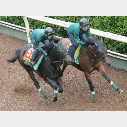 アルマヴェローチェは余力十分に同入