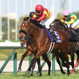 〈111〉エコロヴァルツ、シランケドが活躍中の牧浦充徳調教師（５）