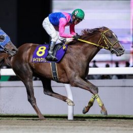 【市川の土曜競馬コラム・平安Ｓ】