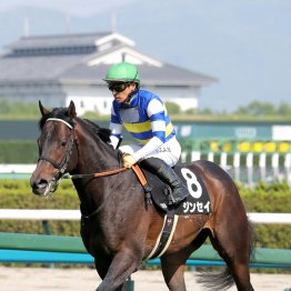 【新谷の土曜競馬コラム・平安Ｓ】