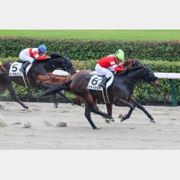 当該舞台で連勝の実績